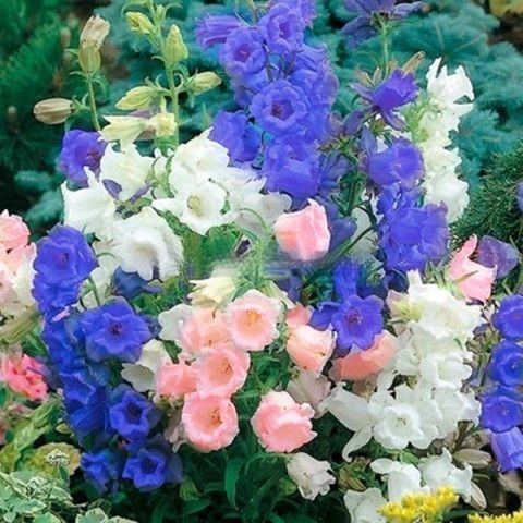 Flower seeds, easy to grow in balconies and gardens