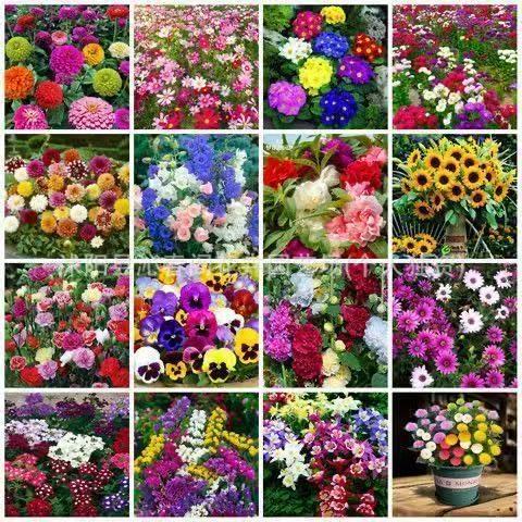 Flower seeds, easy to grow in balconies and gardens