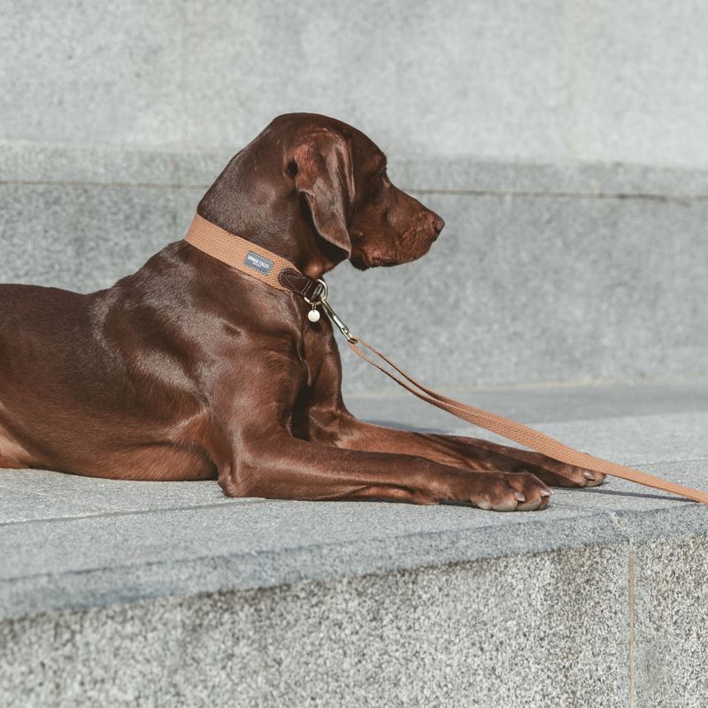 Nomad Tales Bloom Collar, caramel Size M: 40 - 46 neck circumference, W 32 mm