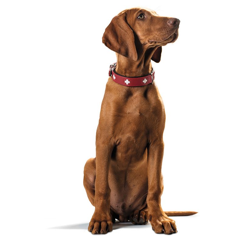 HUNTER Swiss Dog Collar Size 55