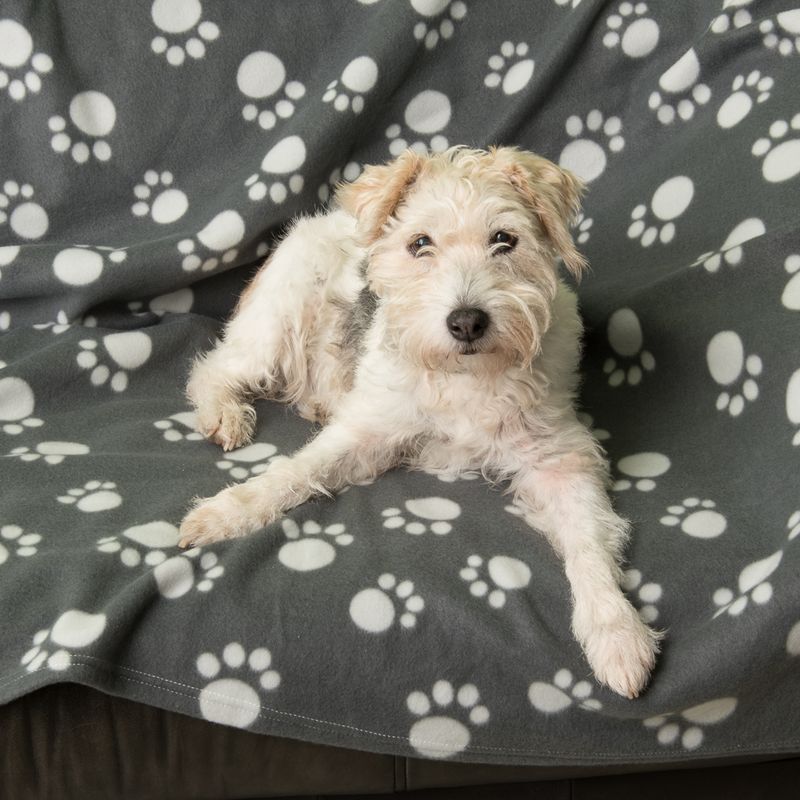 Pawty Fleece Blanket 100 x 70cm (L x W)