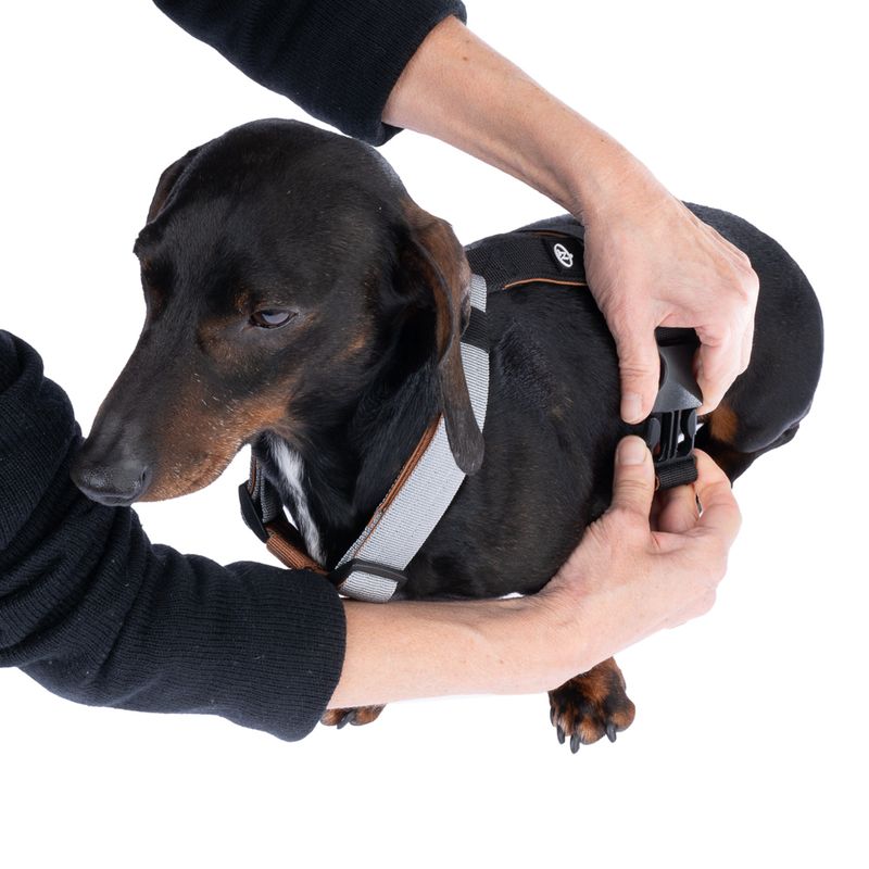 Nomad Tales Spirit Multi-Ring Harness Size S: approx. 40 - 58 cm Chest Circumference