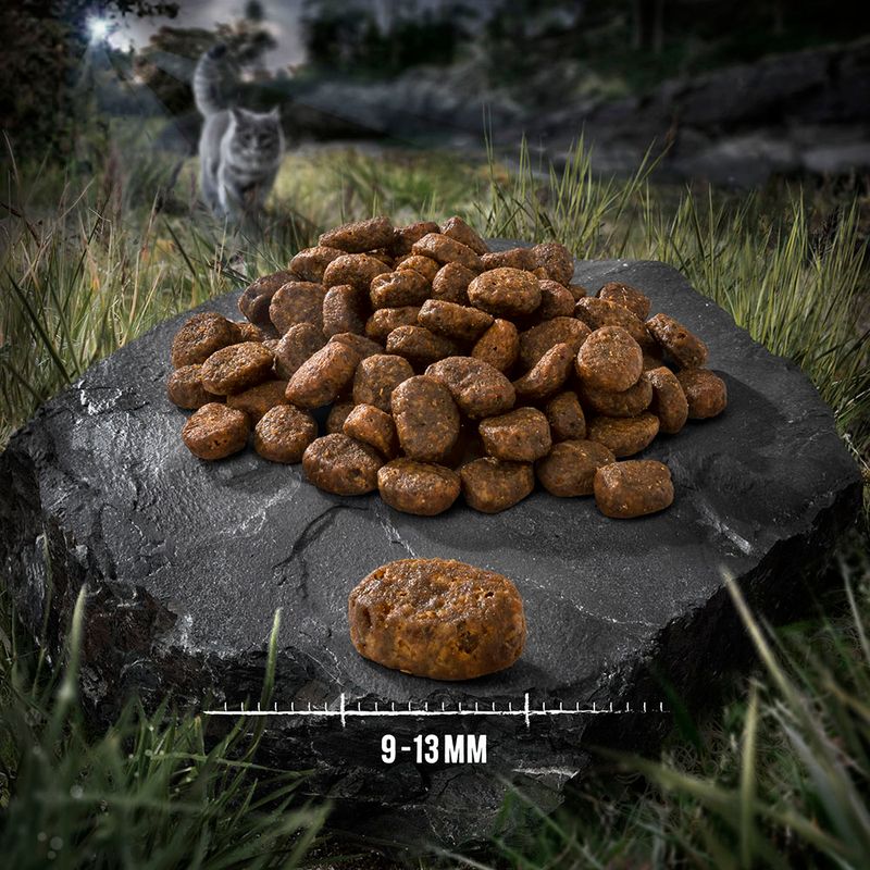 Wild Freedom Kitten \