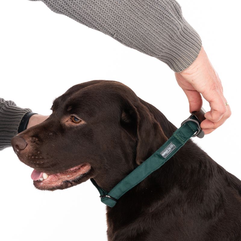 Nomad Tales Blush Collar - Emerald Size XS: 24 - 36 cm neck circumference, W 10 mm