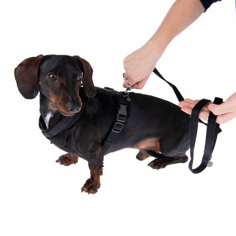 Nomad Tales Blush Dog Leash, ebony 200 cm long, 20 mm wide