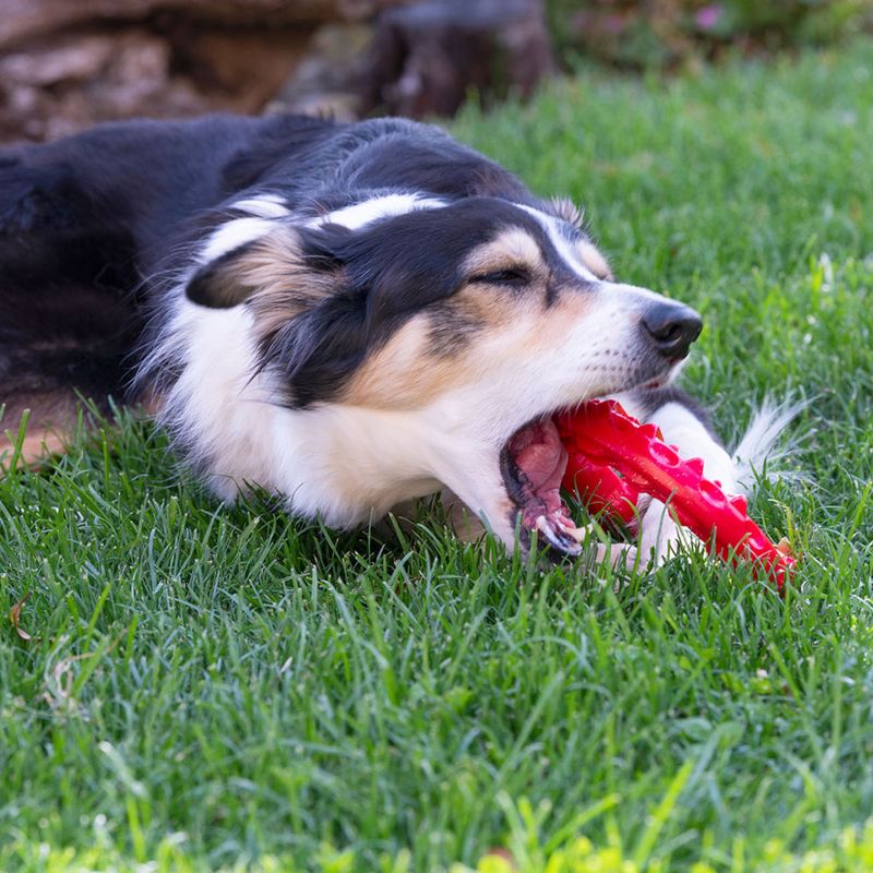 Ferplast Smile chewing ring, red Size S: diameter 12 x H 2.4 cm