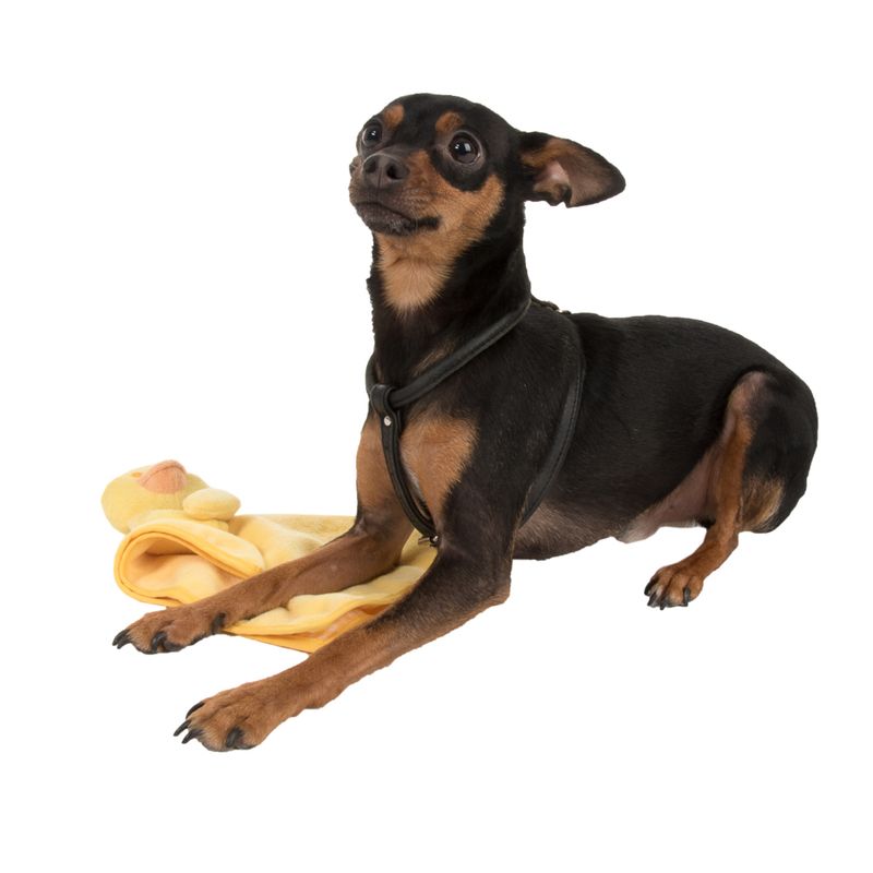 Puppy Blanky Quaxie 30 x 30 cm (L x W)