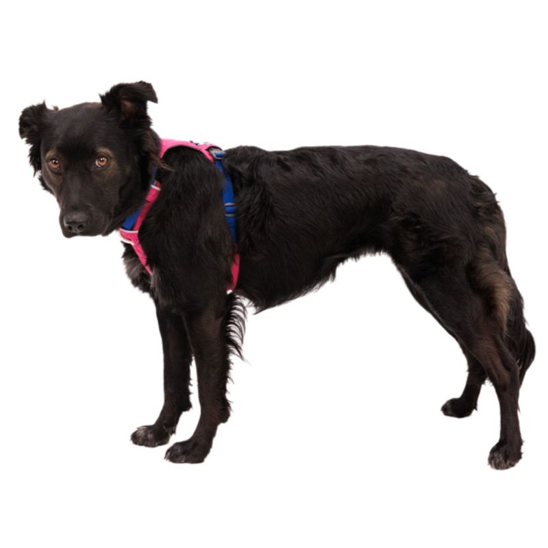 Ruffwear Hi & Light Harness - Alpen Glow Pink Size XS: 43 - 56cm Chest Circumference