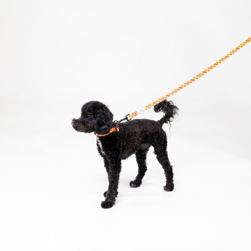 Harry Potter Gryffindor Dog Lead 200cm Length, 20mm Width