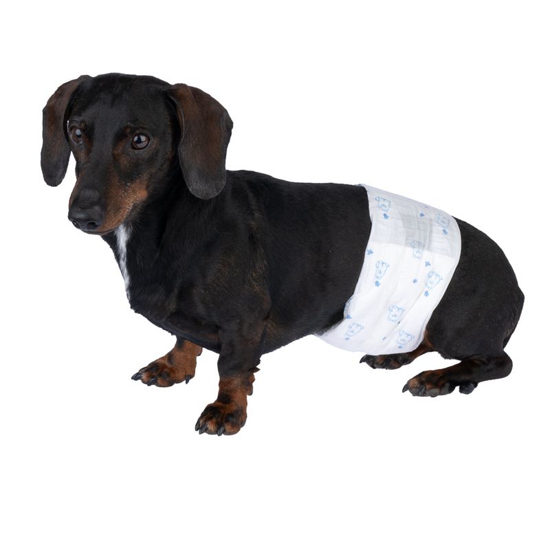 zooplus Basics Male Dog Nappies Size S: 32 - 44cm, 50 Nappies