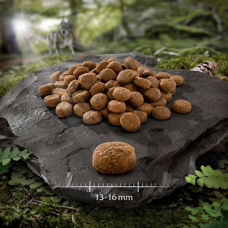 Wolf of Wilderness \