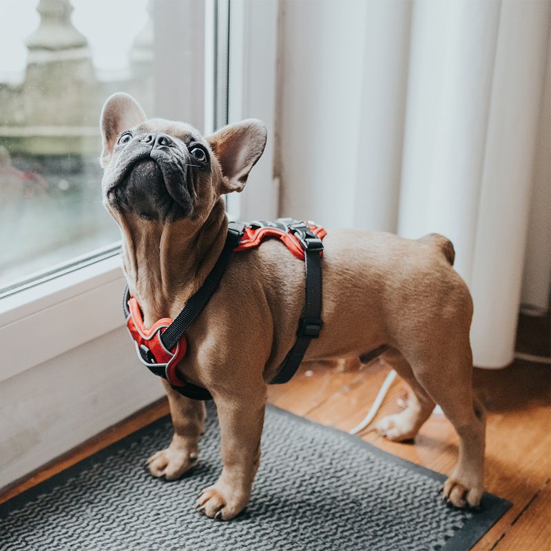 HUNTER Divo Harness – Red/Grey Size S-M: 52 – 68 cm Chest Circumference