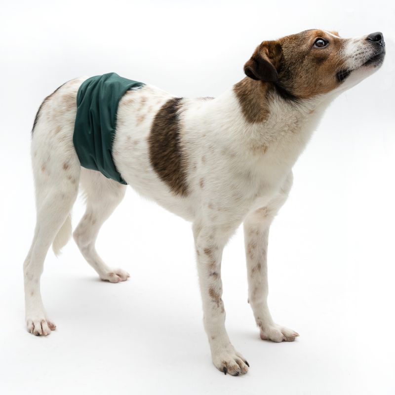 kooa Washable Nappy for Male Dogs Size S