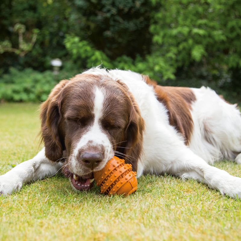 Beeztees Dog Toy Sumo Play Dental Size L: 10 x 15cm (W x H)