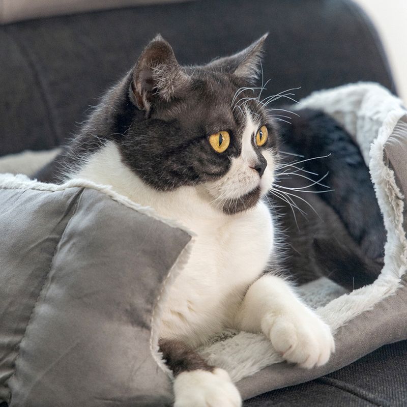 Beeztees Cat Bed Baboo 48 x 37 x 18cm (L x W x H)