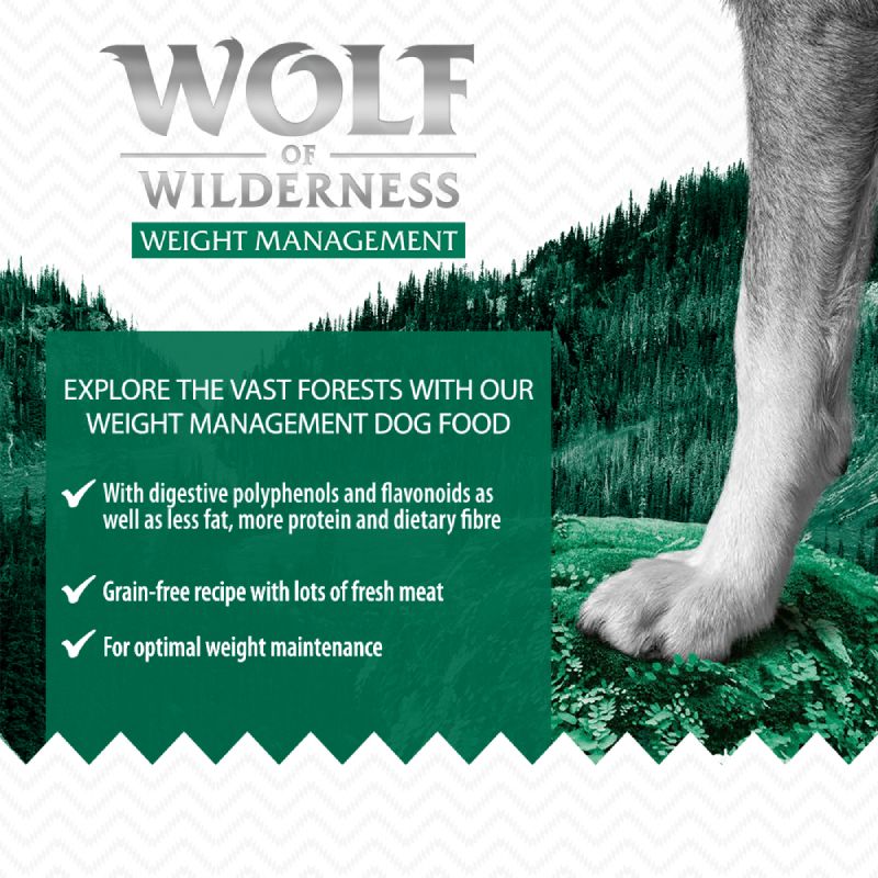 Wolf of Wilderness \