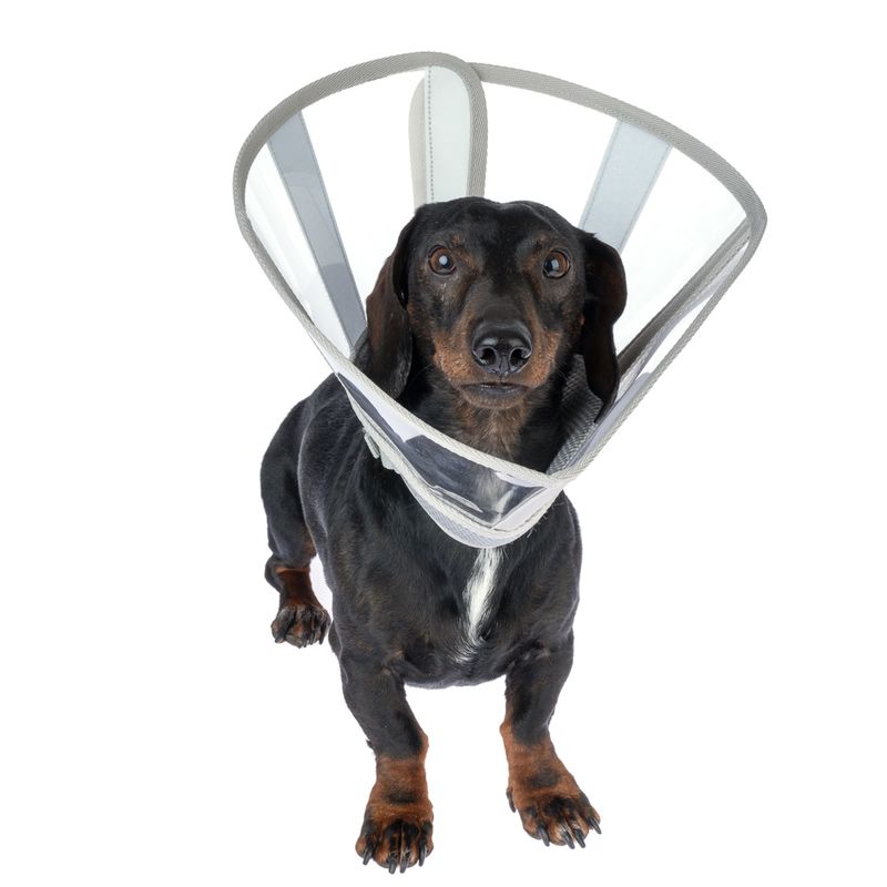 kooa Premium Protective Collar for Pets Size XS: 20 - 30 cm Neck Circumference