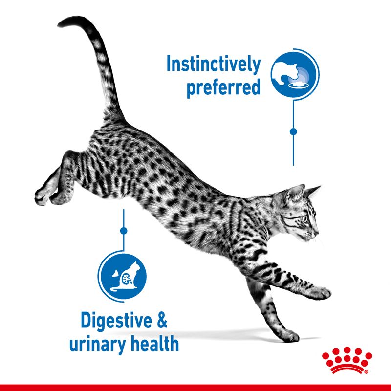 Royal Canin Indoor Sterilised in Gravy 12 x 85g
