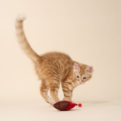 TIAKI Hot Chocolate Cat Toy 1 Toy