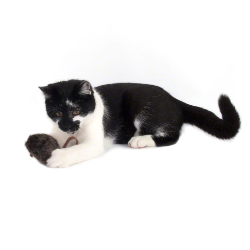 Wild Mouse Cat Toy with Sounds and LED Eyes 1 Toy