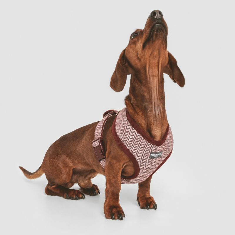 Nomad Tales Calma Harness - Burgundy Size XXS: 20 - 30 cm chest circumference