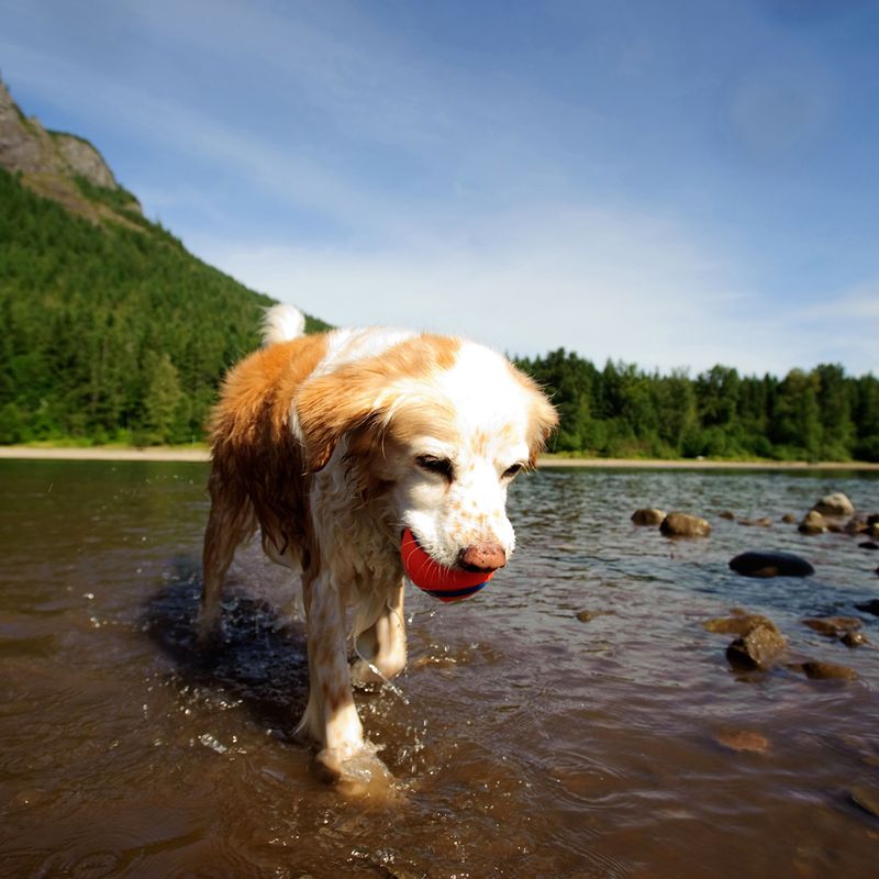 Chuckit! Ultra Ball Size S: 2 Balls, Diameter 5.1cm