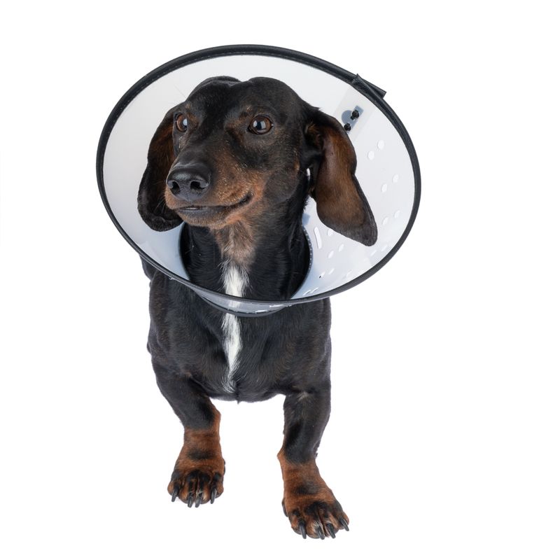 TIAKI Protective Cone for Cats & Dogs Size XS: approx. 14.5 - 24 cm Neck Circumference