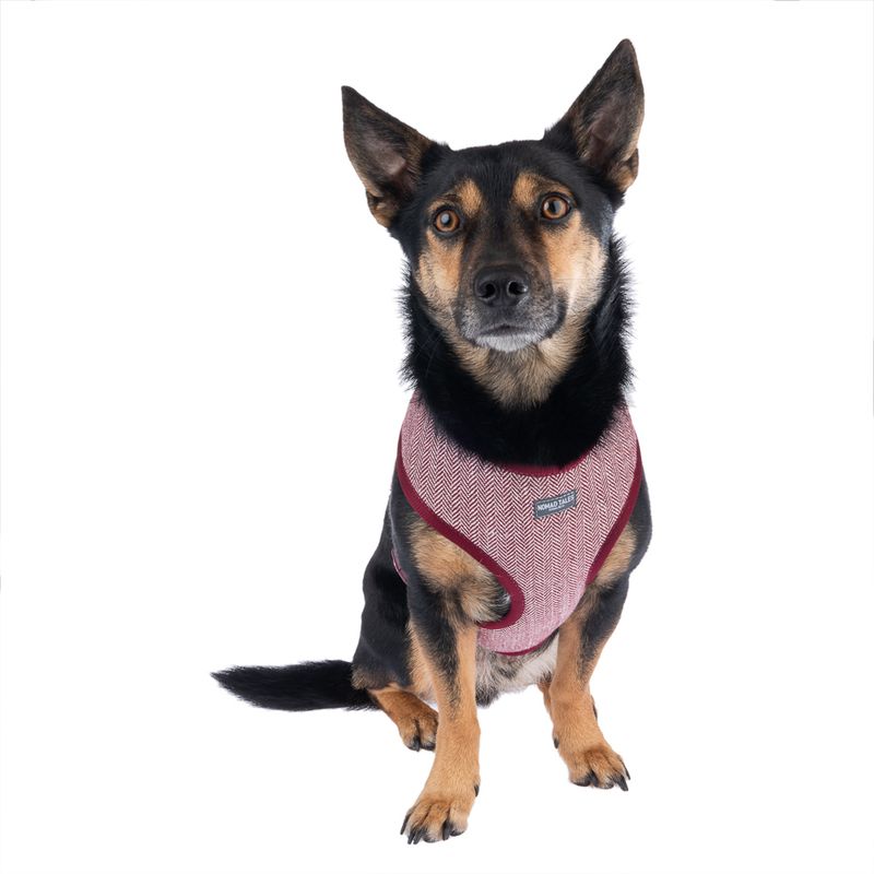 Nomad Tales Calma Harness - Burgundy Size XXS: 20 - 30 cm chest circumference