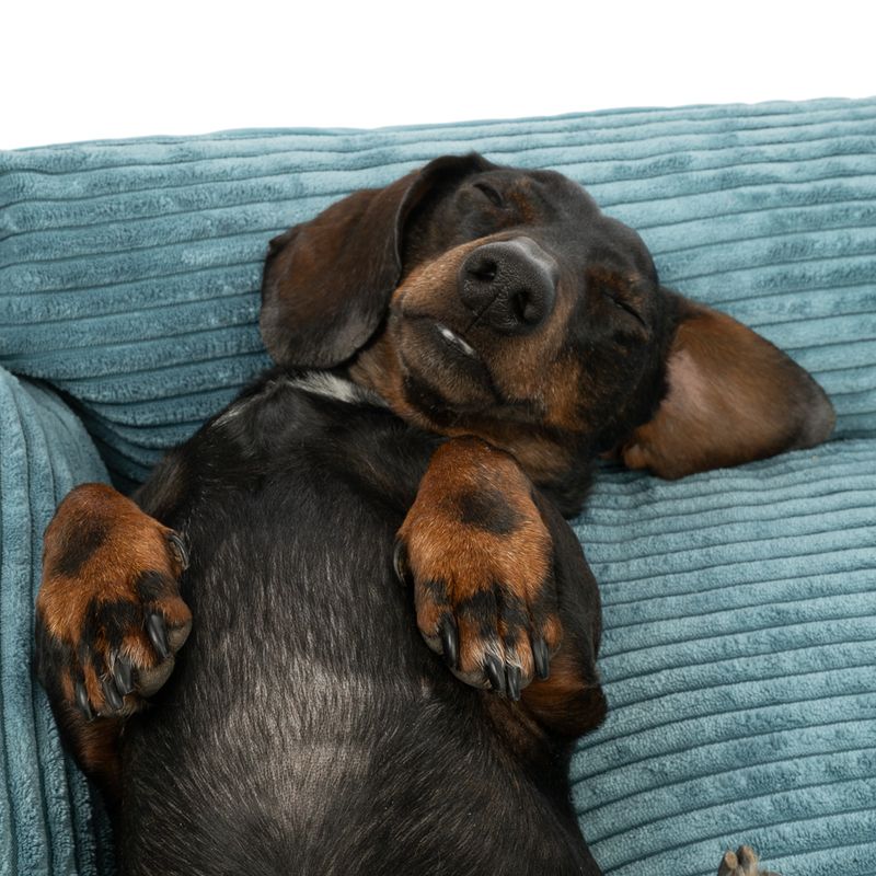 Modern Living Portland Dog Bed Size M: 80 x 60 x 16 cm (L x W x H)