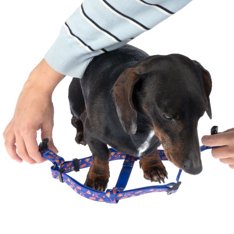 DC Superman Harness - Blue Size S: Chest Circumference 39 - 51 cm