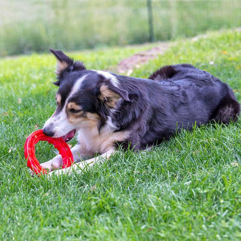 Ferplast Smile chewing ring, red Size S: diameter 12 x H 2.4 cm