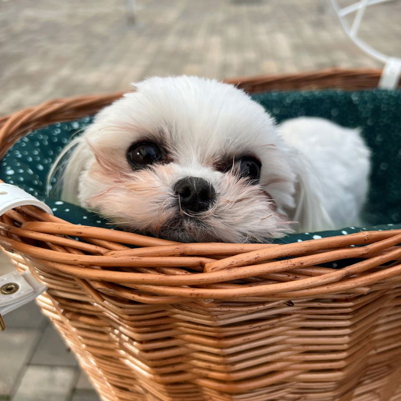 Aumüller Bicycle Basket with Protective Wire for Luggage Rack 56 x 36 x 50 cm (L x W x H)