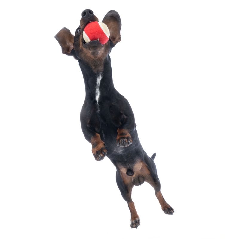 Harry Potter Hogwarts Tennis Ball Set 4 Balls (diameter 6.3cm each)