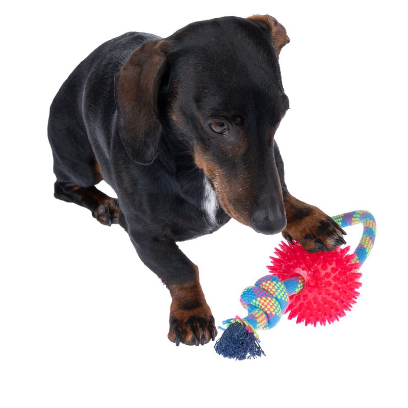 zooplus Basics Rope with Ball diameter 10 x (L) 32 cm