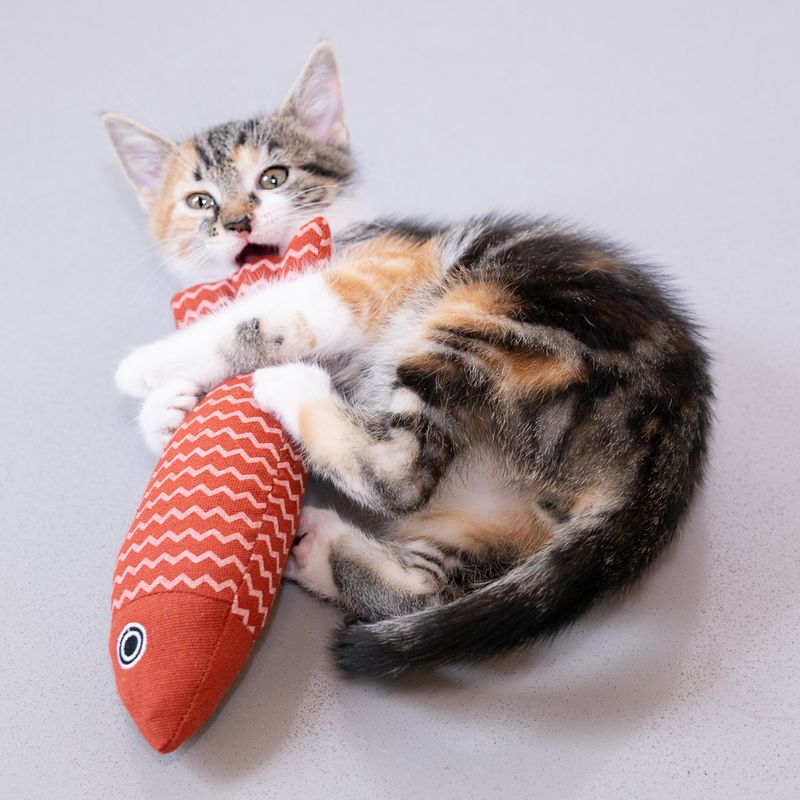 Modern Living Cadaques Fish Cat Toy 1 Toy