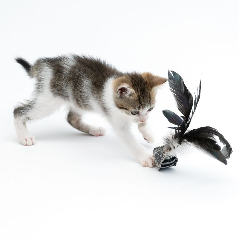 TIAKI Feather Ball Cat Toy 1 Toy