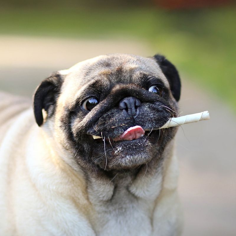 8in1 Pro Dental Twist Sticks 75g