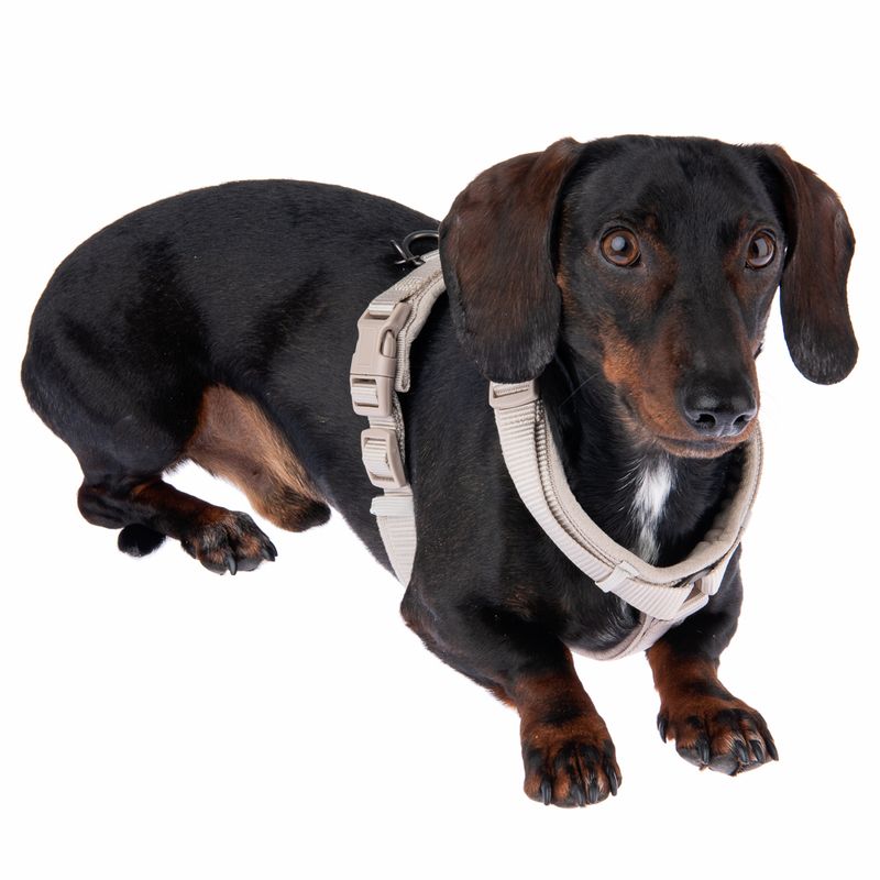 Nomad Tales Blush Harness - Taupe Size XS: 34-49cm Chest Measurement