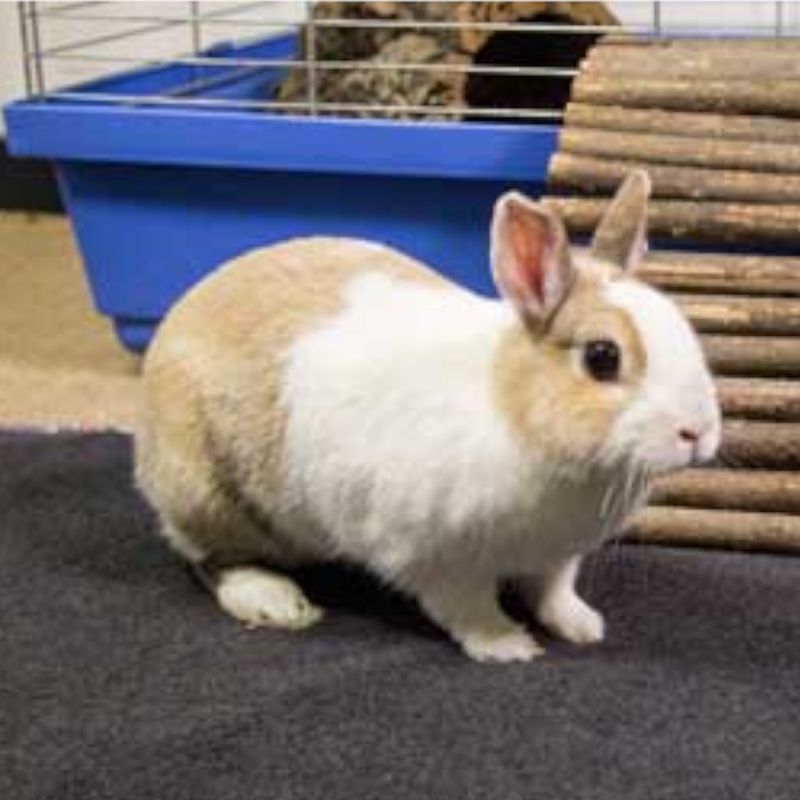 Bunny Bedding - Easy Pink (112 x B 51cm)