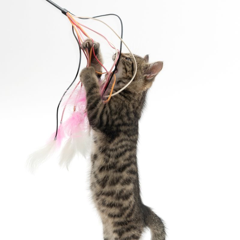 TIAKI Cat Dangler Toy with Laces & Feathers 1 Toy
