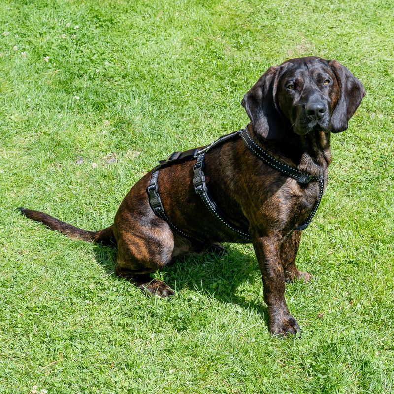 TIAKI Reflective Safety Harness Size S: 31 - 50cm Chest Circumference