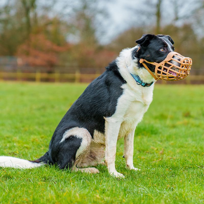 Baskerville Classic Muzzle — Beige Size 5
