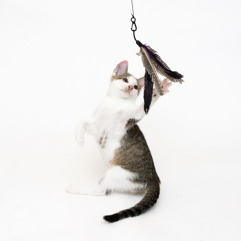XXL 3-in-1 Cat Dangler Toy 1 Toy