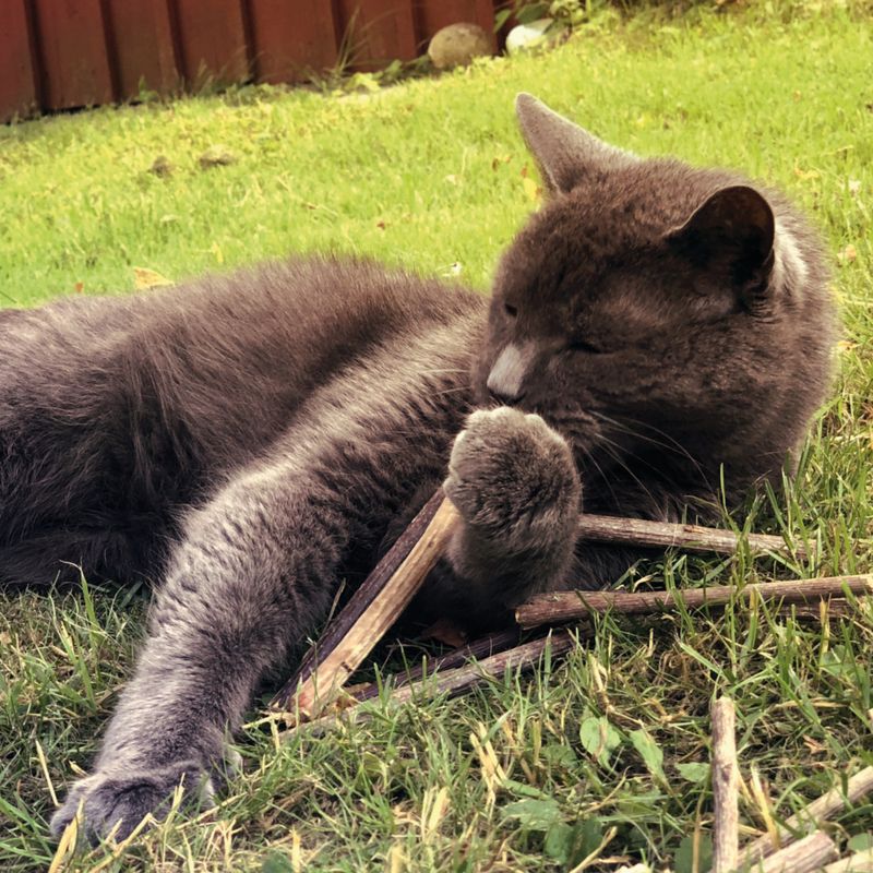 Aumüller Silver Vine Cat Sticks 1 Set (10 Sticks)