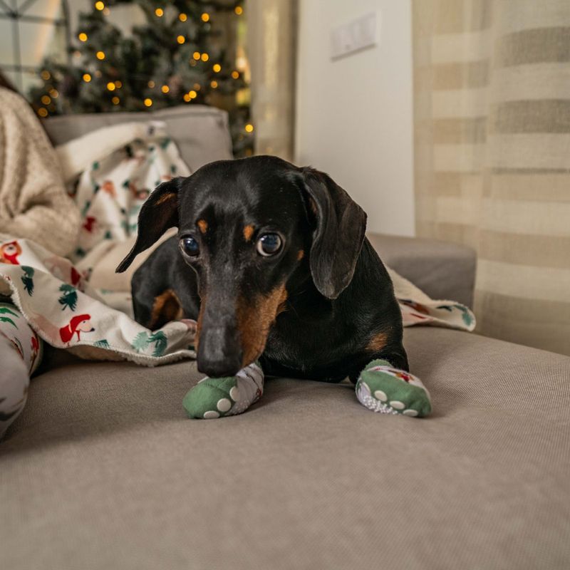 TIAKI Pet & Parent Winter Socks Set: Pet Socks (2 pairs) & Pawrent Socks (1 Pair)