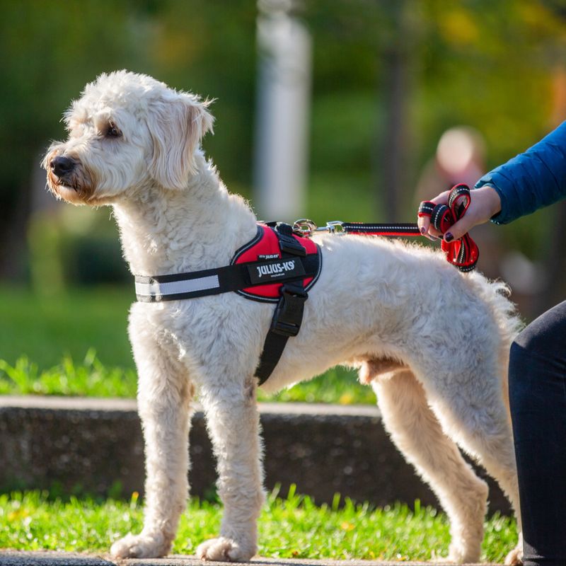 JULIUS-K9 IDC® Power Harness - Red Size S: Chest circumference 49 - 67 cm