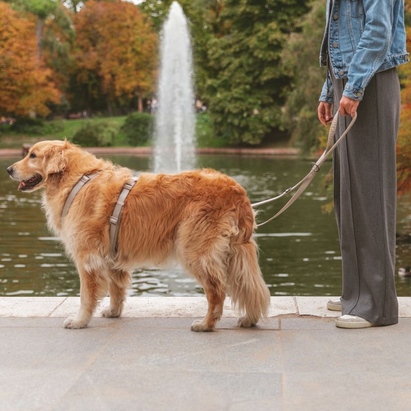 Nomad Tales Blush Harness - Taupe Size XS: 34-49cm Chest Measurement