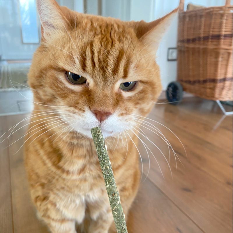 Aumüller Mikado Sticks for Cats 10 Pieces