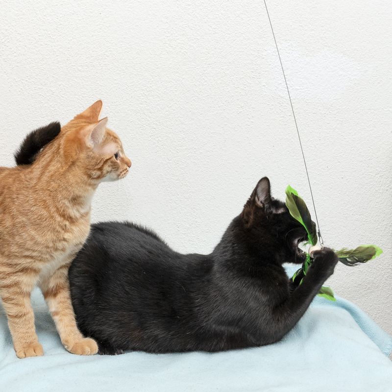 TIAKI Telescopic Cat Fishing Rod with Feathers 1 Toy