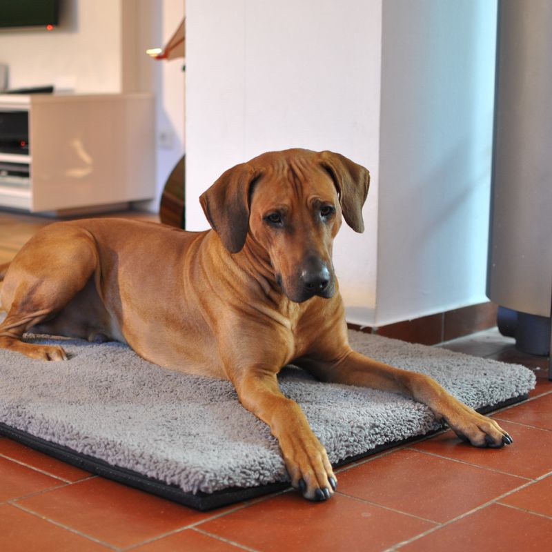 Pawz & Pepper Aurora Ortho Dog Mattress M: 80 x 55 x 5 cm (L x W x H)